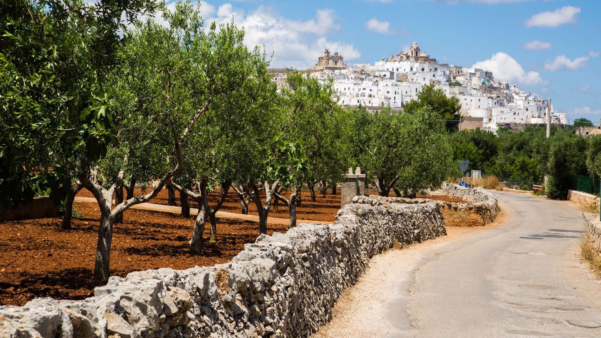 /media/images/basilicata_olive_roads.jpg