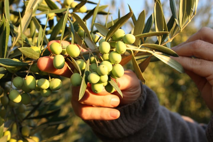 /media/images/evoo_003.jpg