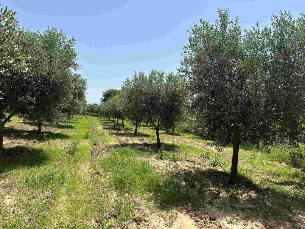 /media/images/grove_with_grass_qUy17dz.jpg