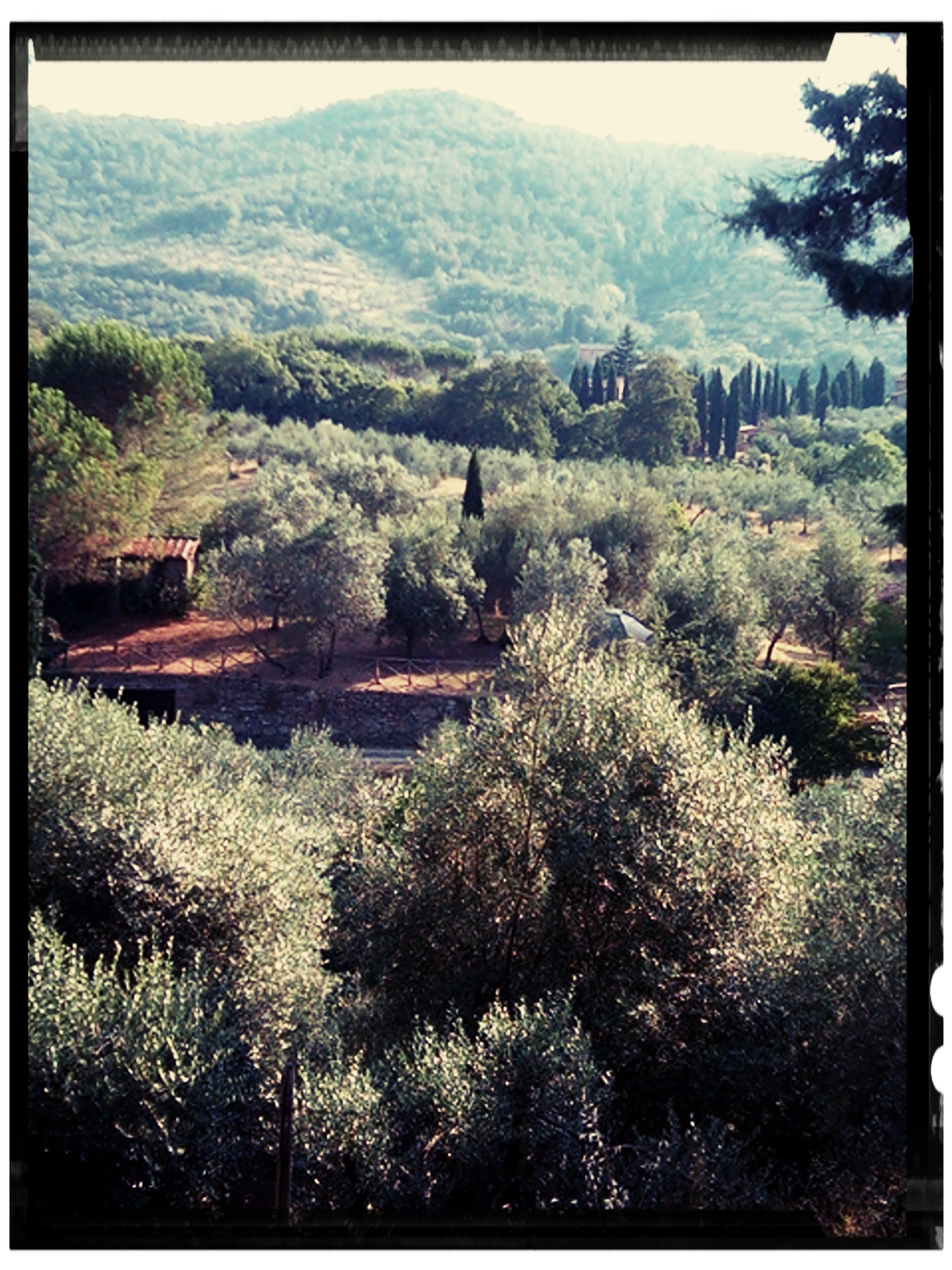 /media/images/olive_grove.jpg