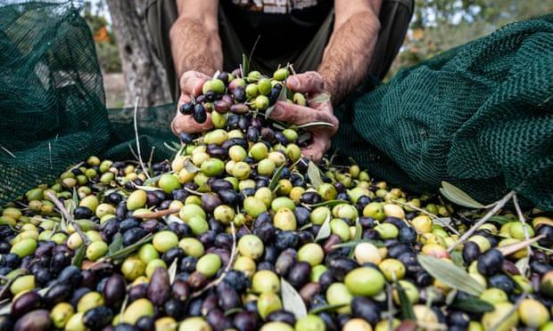 /media/images/olives001_ffDxhzj.jpg